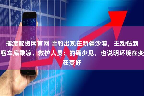 摆渡配资网官网 雪豹出现在新疆沙漠，主动钻到游客车底乘凉，救护人员：的确少见，也说明环境在变好